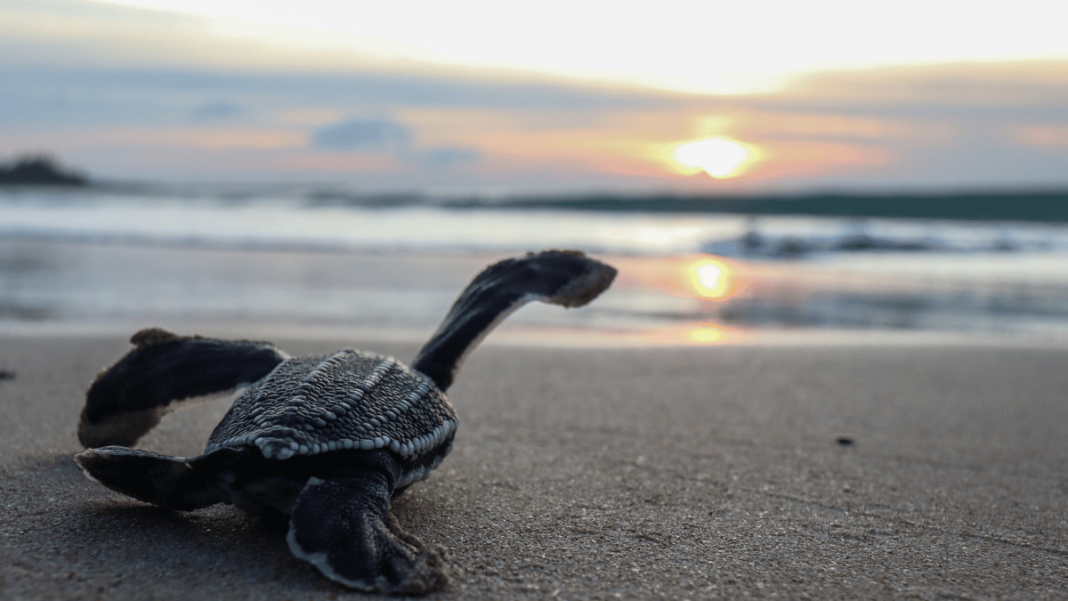 Tortuga La D Tiene Anidaci N Hist Rica En Tulum Mexico Travel Channel