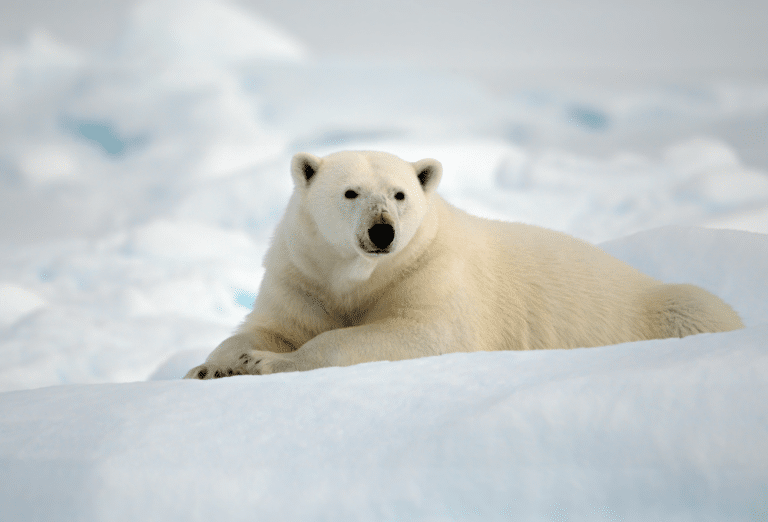 Día Internacional del Oso Polar 9 datos fascinantes y la lucha por su