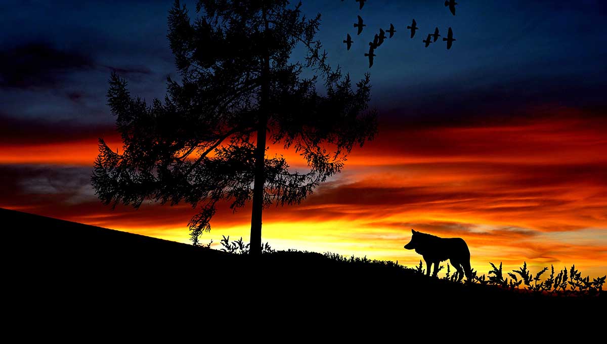 calupoh, el imponente perro-lobo mexicano - 4