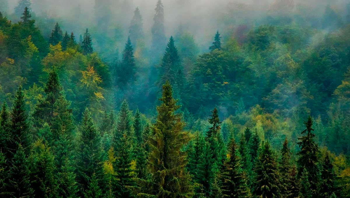 los 5 bosques más bonitos de méxico - 9