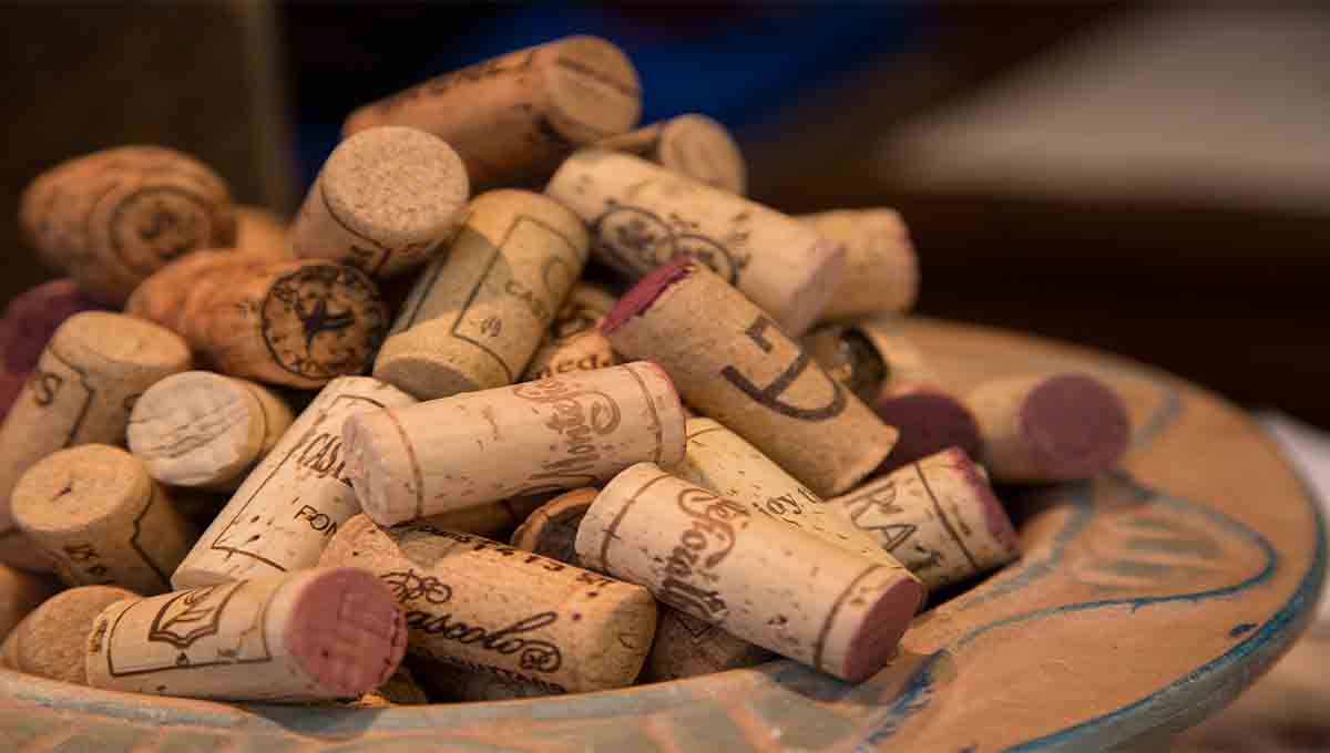 guía para la vendimia 2020 de vinos en querétaro