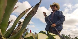 Ruta del mezcal