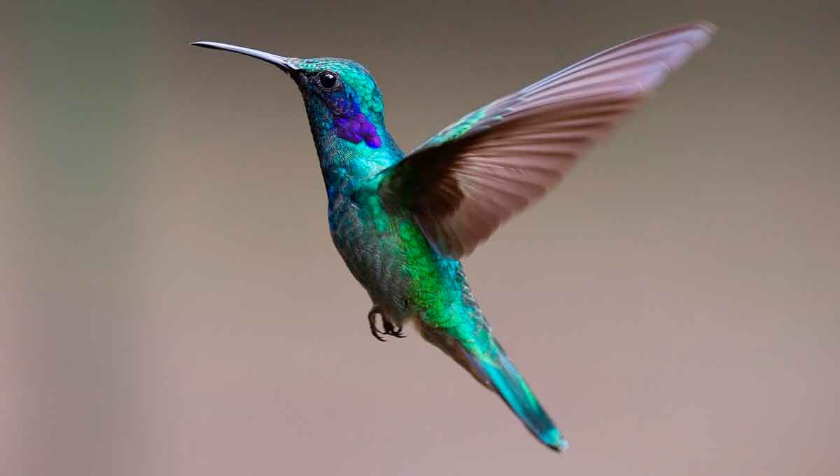5 cosas que no sabías del colibrí - 1