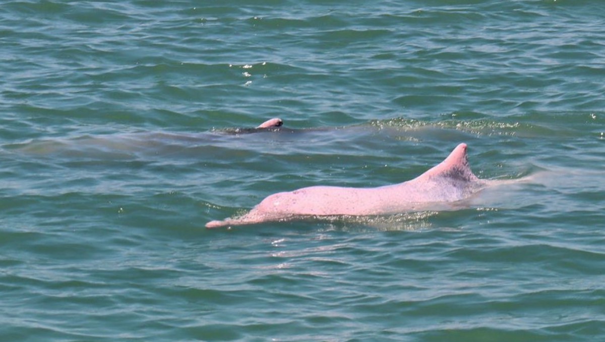 reaparecen delfines raros en río de china - 1