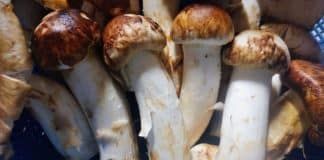 Hongo matsutake