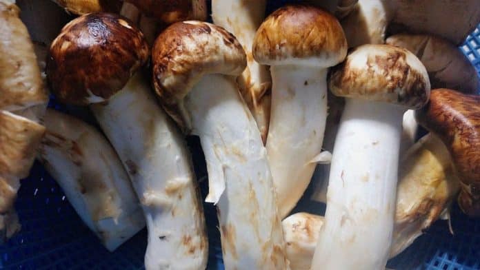 Hongo matsutake