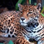 10 cosas del jaguar