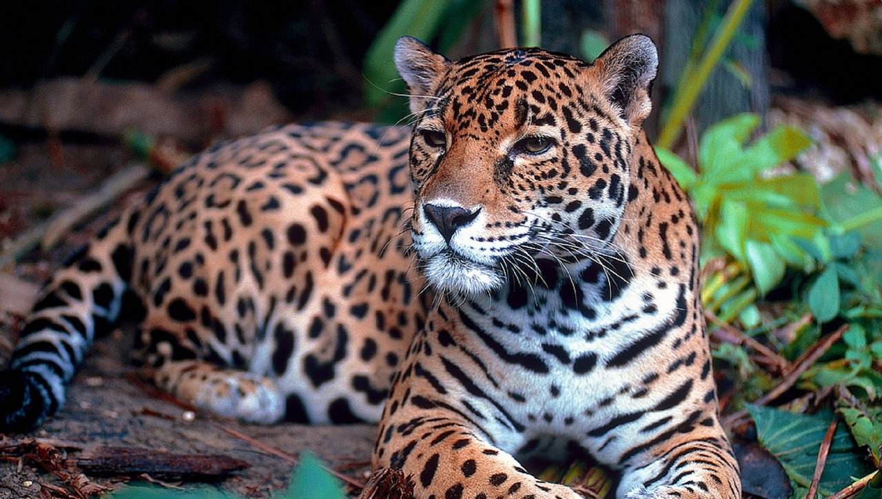 10 cosas del jaguar
