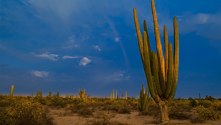 cactus gigantes