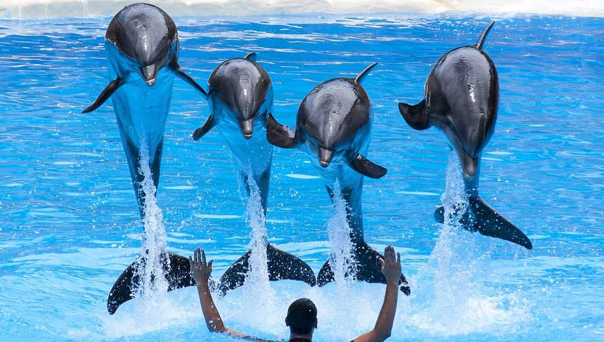 delfines: ¿por qué evitar los espectáculos con ellos? - 1