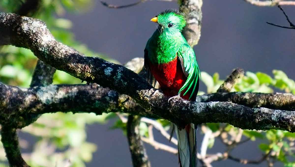 el nido aviario - el hogar del quetzal - 1