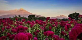 Flor de terciopelo México