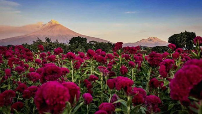 Flor de terciopelo México