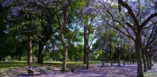 Jiquilpan, Ciudad de las jacarandas