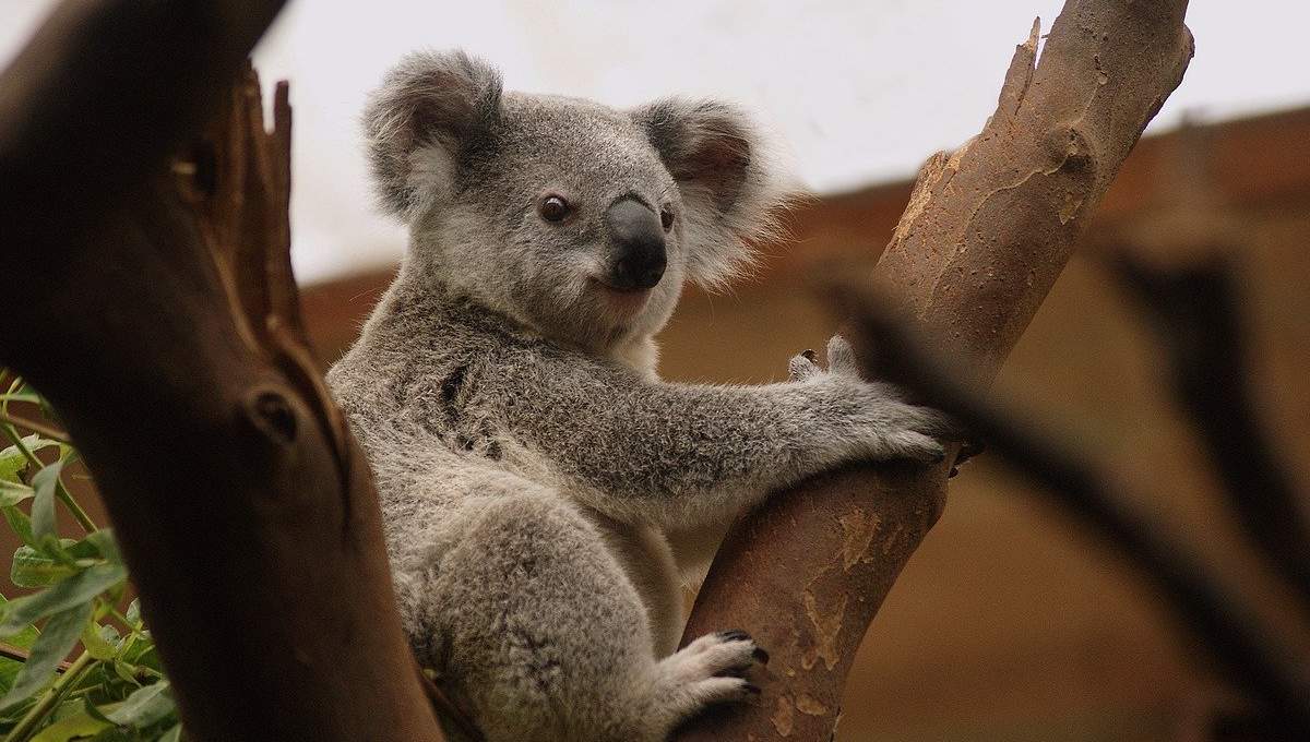 fundación de australia declara al koala funcionalmente extinto - 1