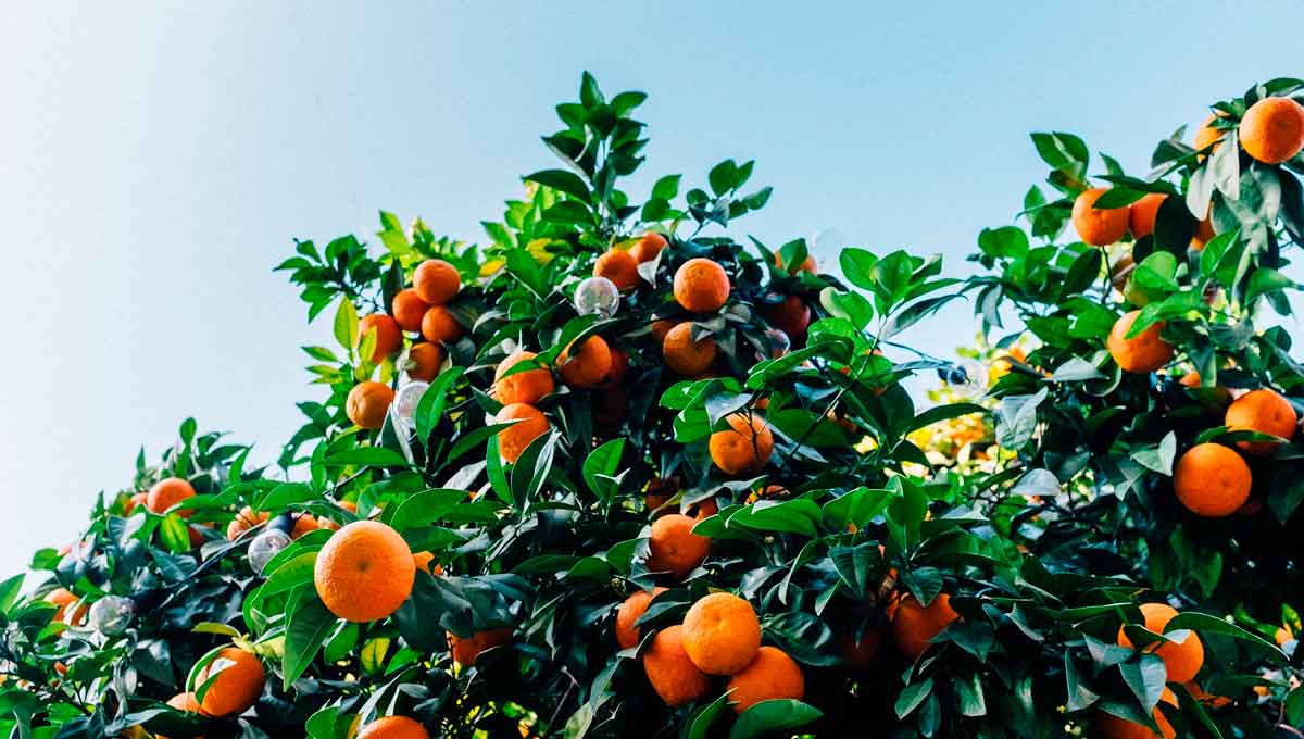 beneficios de la mandarina - 1
