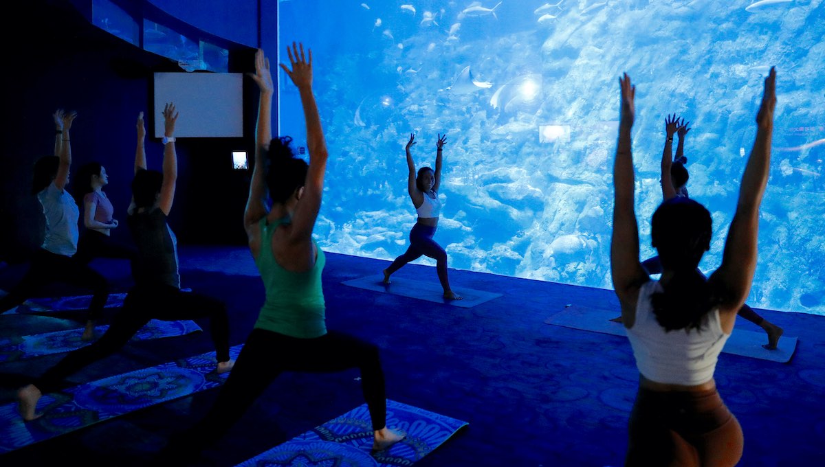 om y peces: acuario ocean park ofrece sesiones… ¡de yoga! - 3