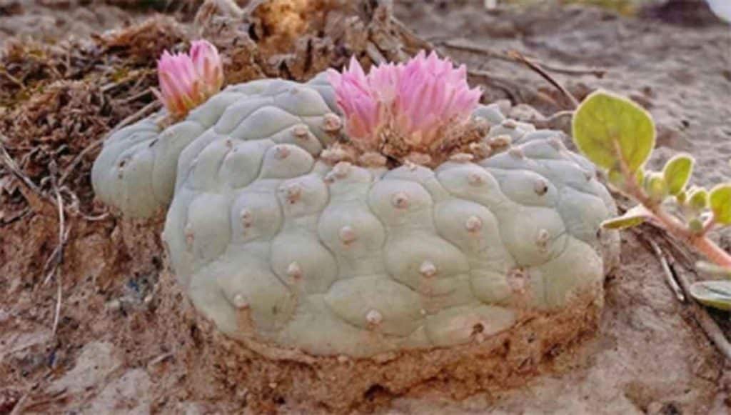 Peyote: curiosidades que quizá no sabías - Mexico Travel Channel