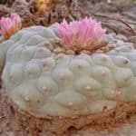 peyote