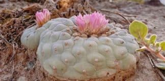 peyote