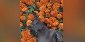 xoloitzcuintle