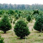 árboles de Navidad naturales