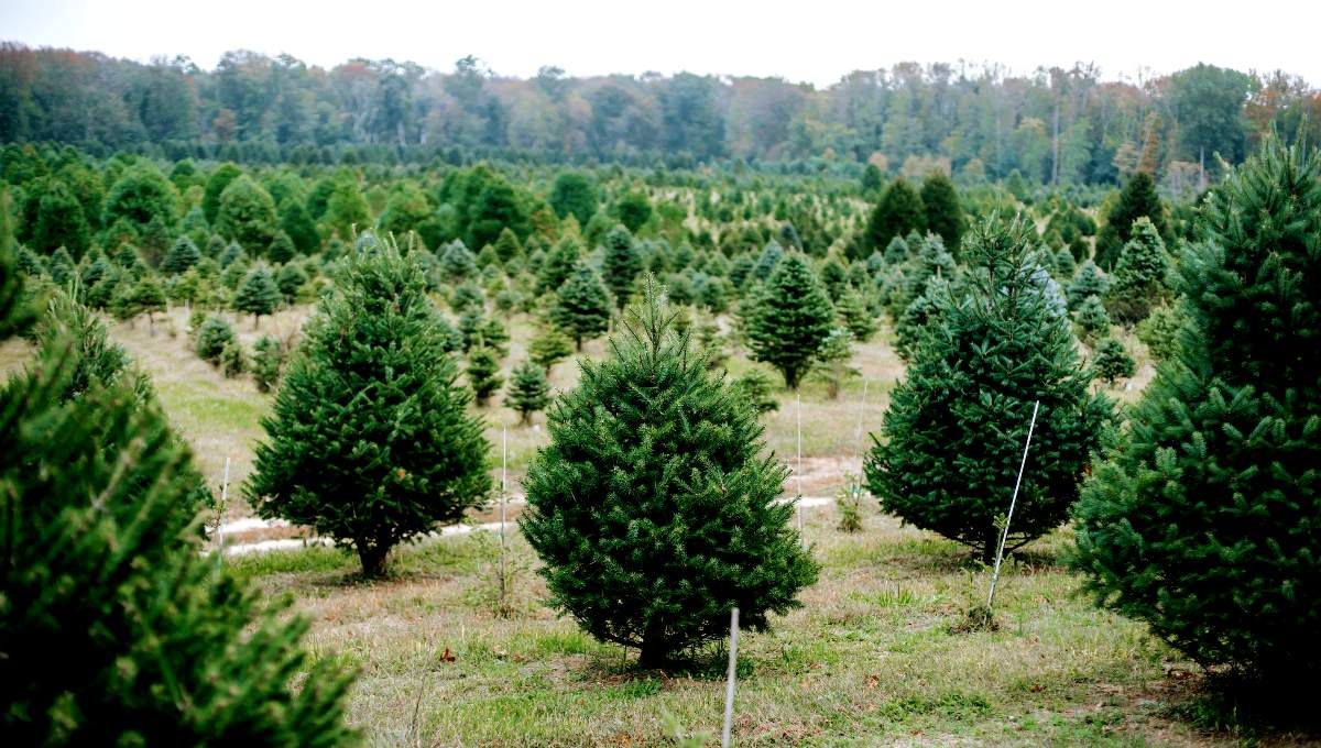 árboles de navidad naturales