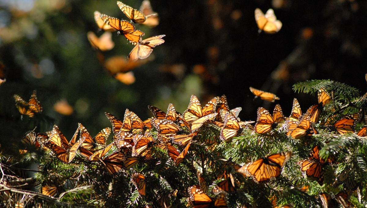 mariposa monarca inicia temporada 2020