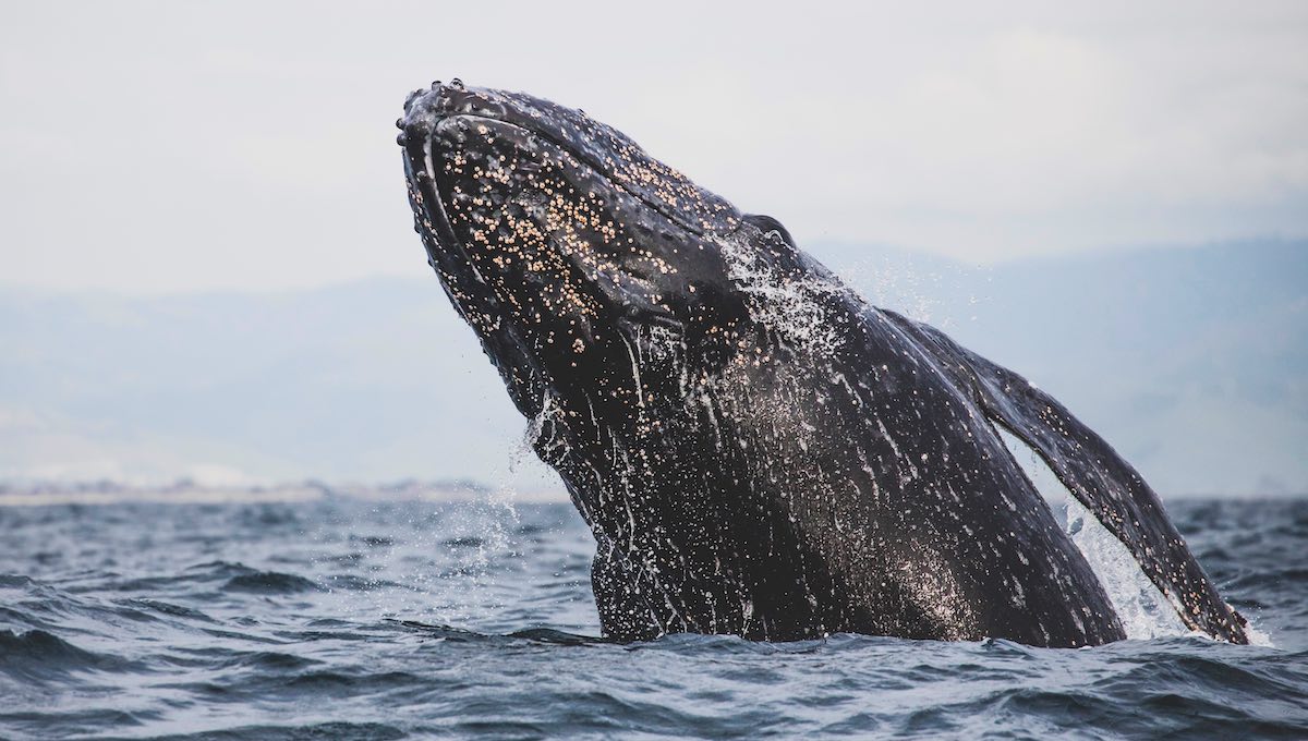 baja california sur: santuario de la ballena gris - 1