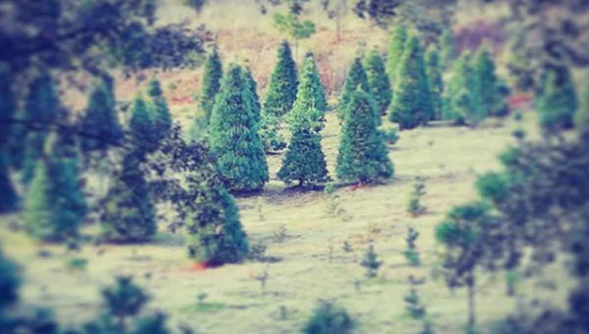 bosque de los árboles de navidad