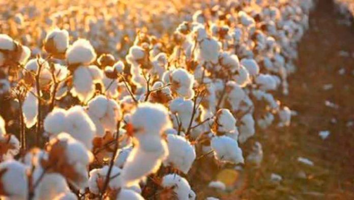 campos de algodón