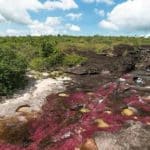 Caño Cristales