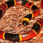 5 cosas que no sabías de la serpiente coralillo