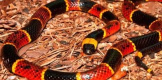 5 cosas que no sabías de la serpiente coralillo