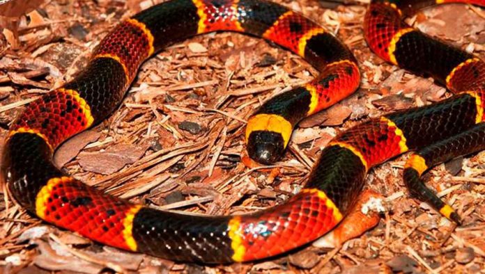 5 cosas que no sabías de la serpiente coralillo