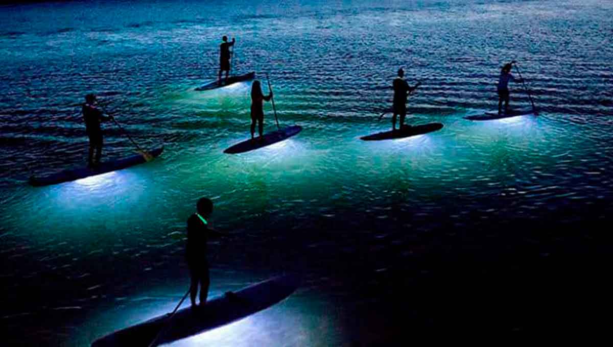 bioluminiscencia y paddle board