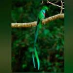 Quetzal