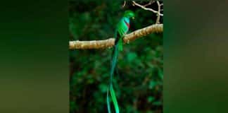 Quetzal