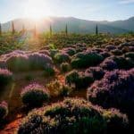 rancho de la lavanda