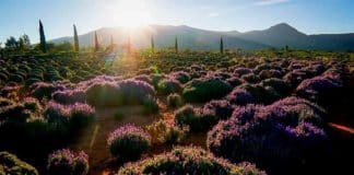 rancho de la lavanda