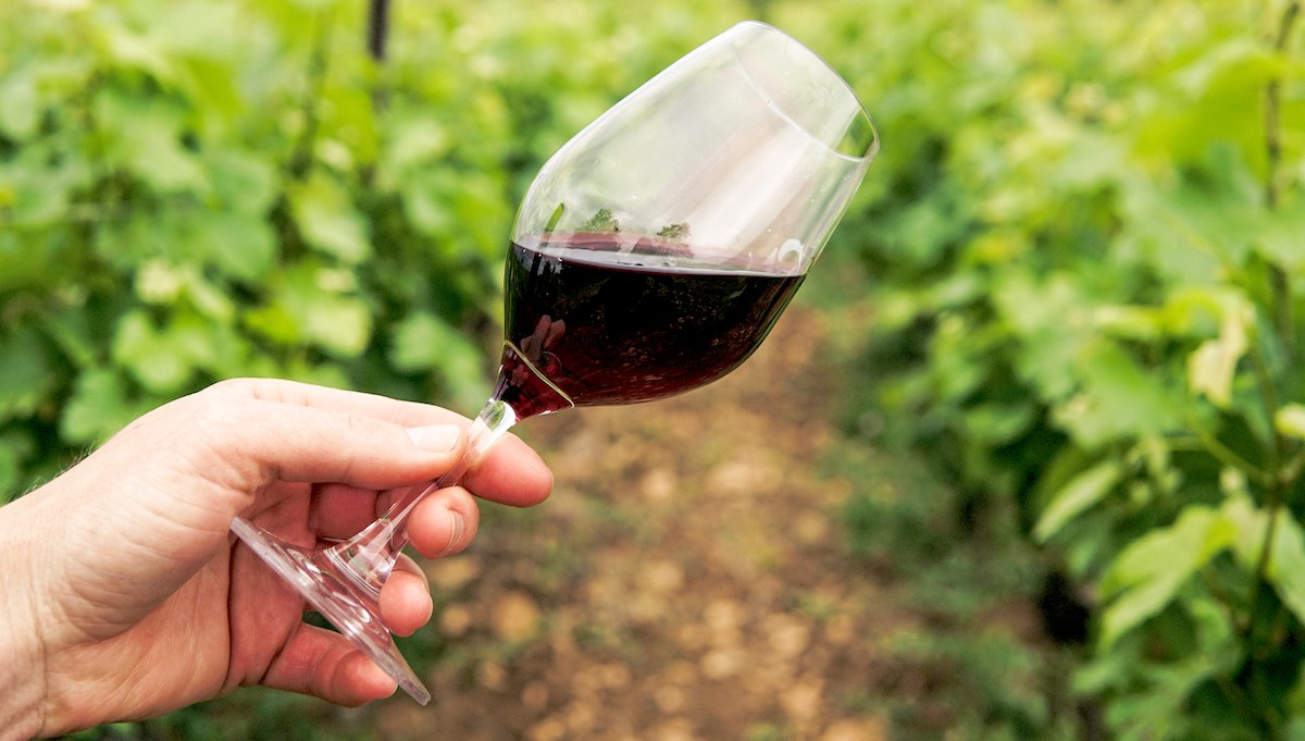 región de vinos: déjate seducir por el lado enológico de querétaro - 1