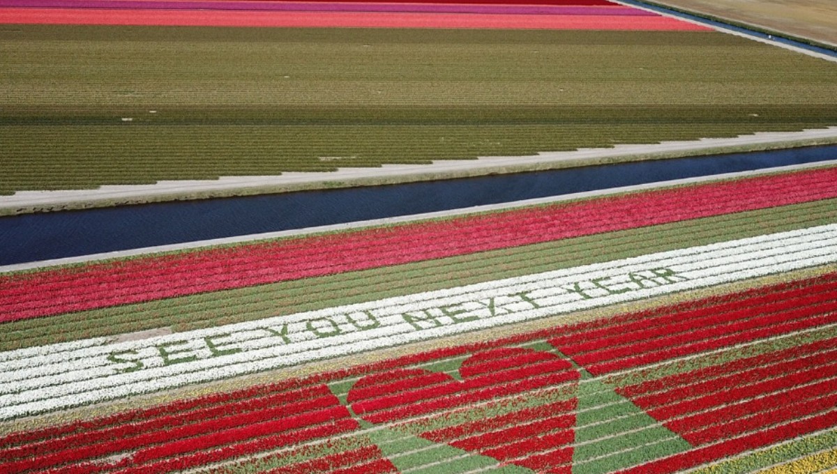 campos de tulipanes: agricultores holandeses escriben mensajes de esperanza - 1
