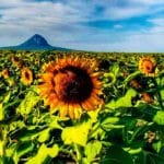 campos de girasoles