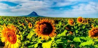 campos de girasoles