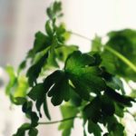 beneficios del cilantro