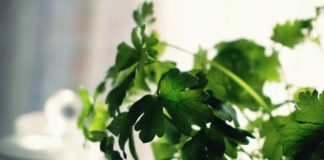 beneficios del cilantro