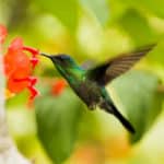 Jardines de colibríes