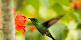 Jardines de colibríes