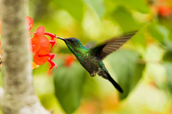 Jardines de colibríes
