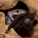 ¿Conoces la cueva de las serpientes colgantes de Quintana Roo?